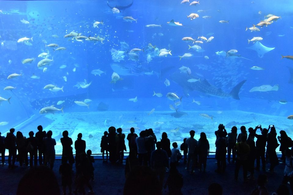 Visitors viewing whale sharks at Okinawa Churaumi Aquarium